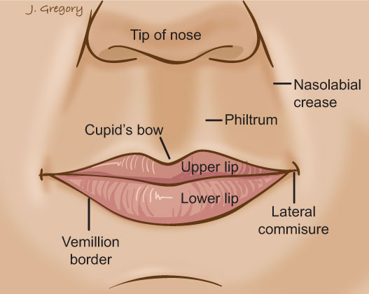 upper lip anatomy