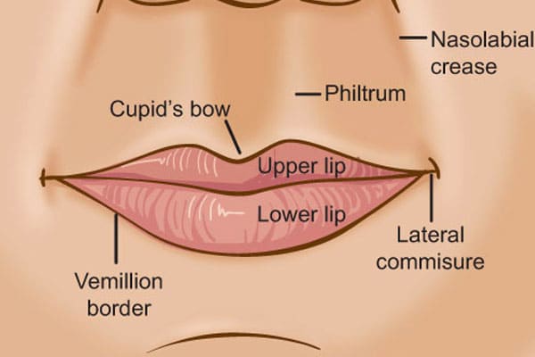 lip-anatomy